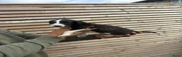 Lurcher dogs for sale: Bedlington whippet x suluki Bedlington whippet  - Advert 2