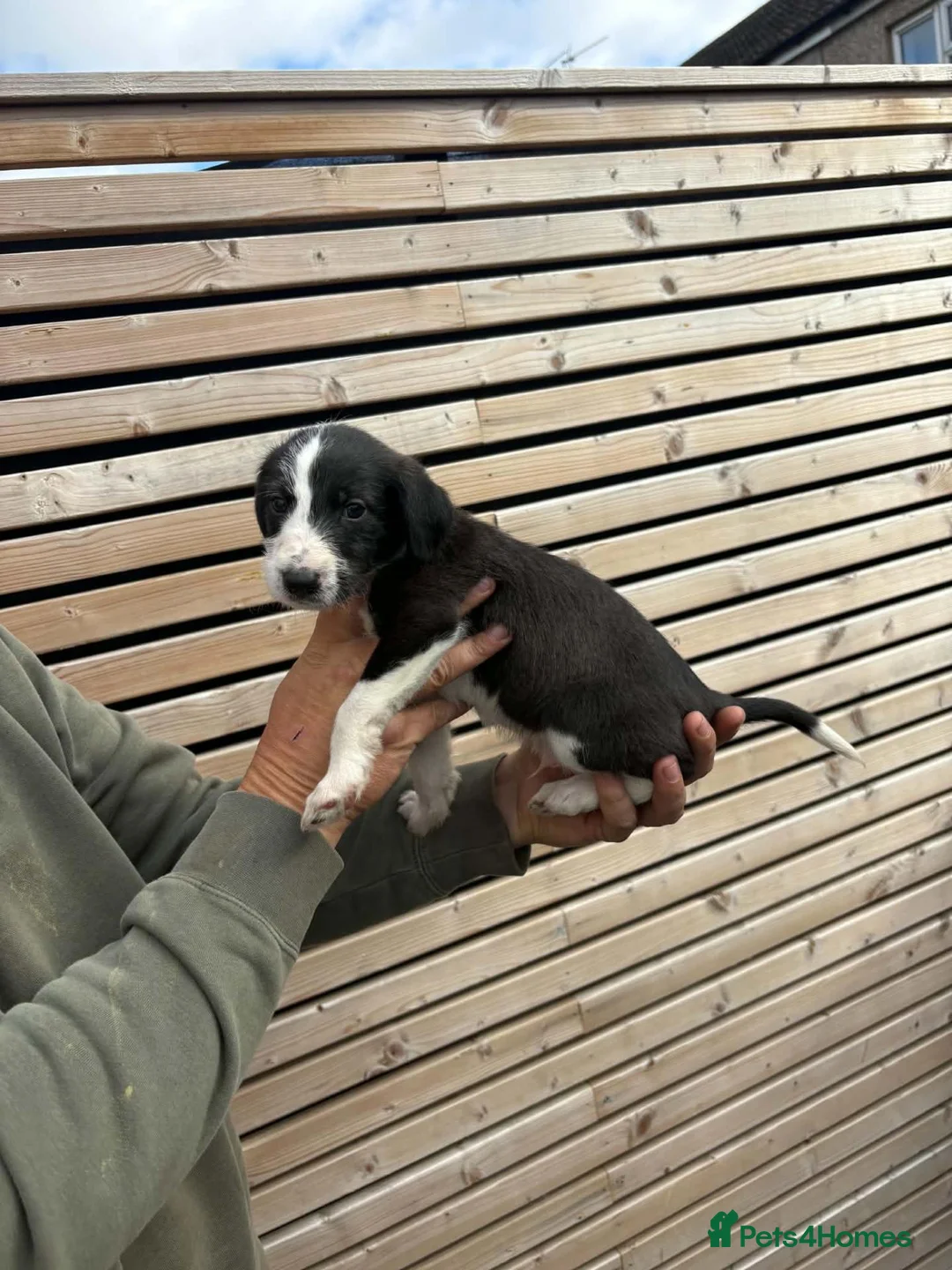 Lurcher dogs for sale: Bedlington whippet x suluki Bedlington whippet  - Advert 2