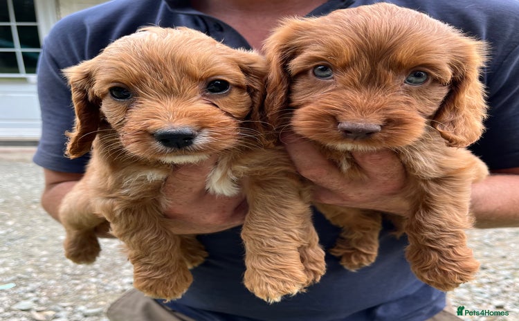 Cockapoo dogs - Advert 3