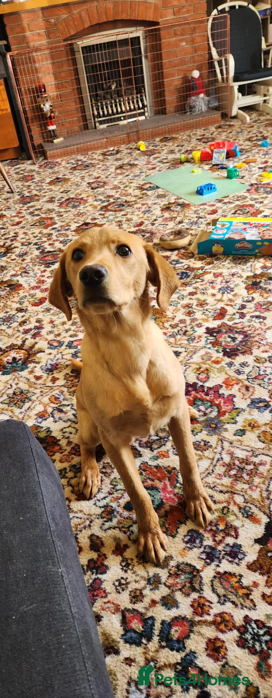 Labrador Retriever dogs for sale: Rex the lab - Advert 7