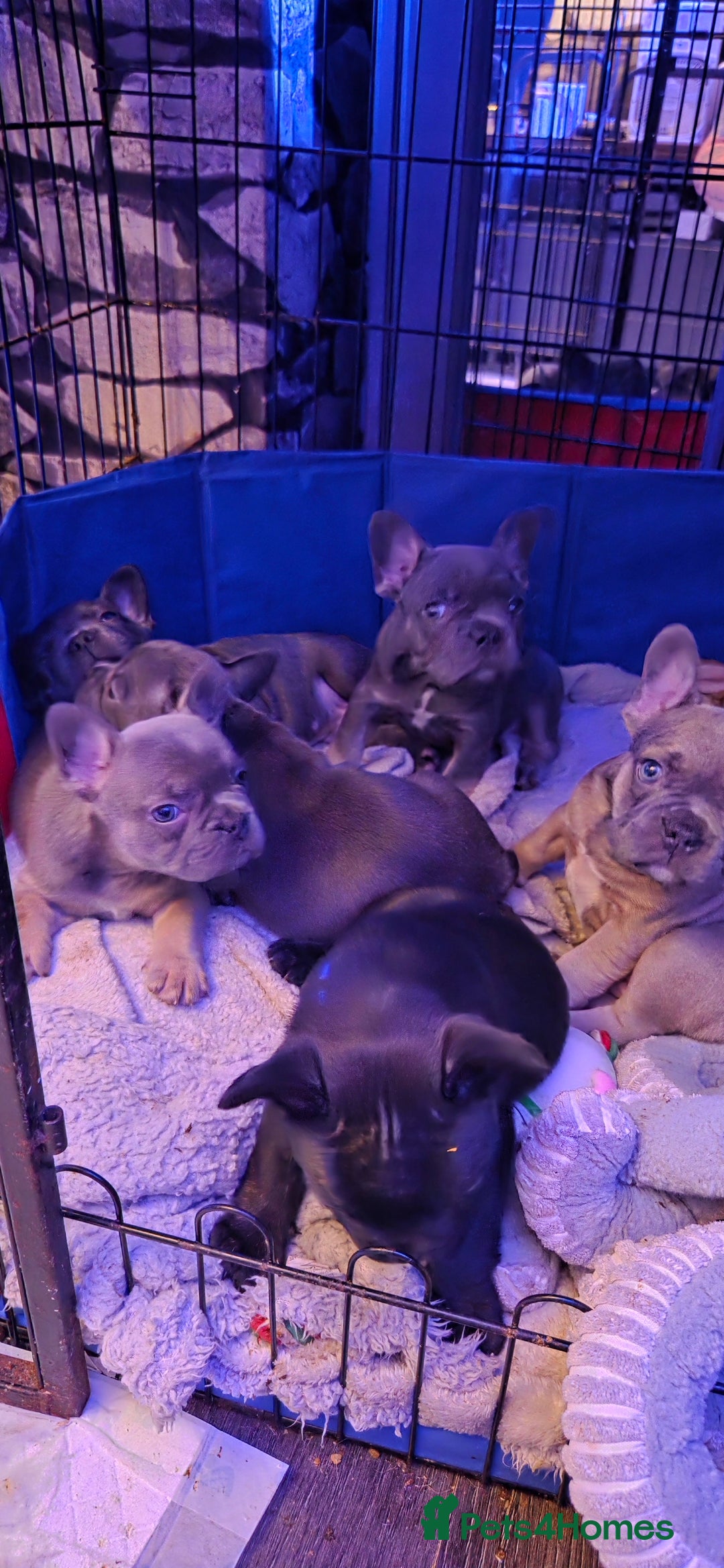 French Bulldog dogs for sale: 6 frenchie/ French bulldog - Image 9