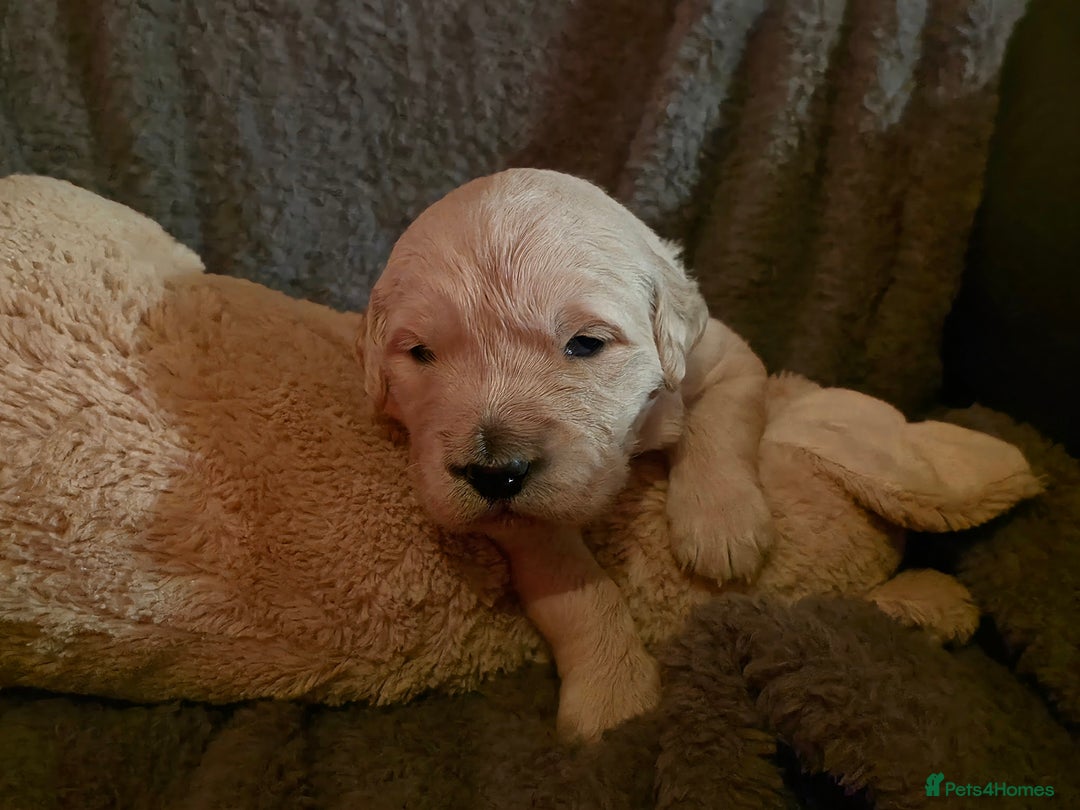 Golden Retriever dogs for sale: KC Golden Retrievers 🧬 Health Tested Parents - Advert 6