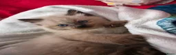 Mixed Breed cats for sale: 🐾  Bengdoll Kittens Bengal mum Ragdoll dad - Advert 14