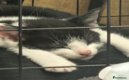 Mixed Breed cats for sale: Black and white kittens available now - Advert 5