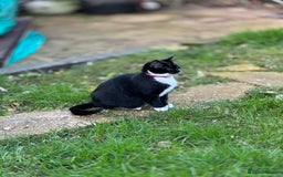 Mixed Breed cats for sale: Female black and white cat - Image 5