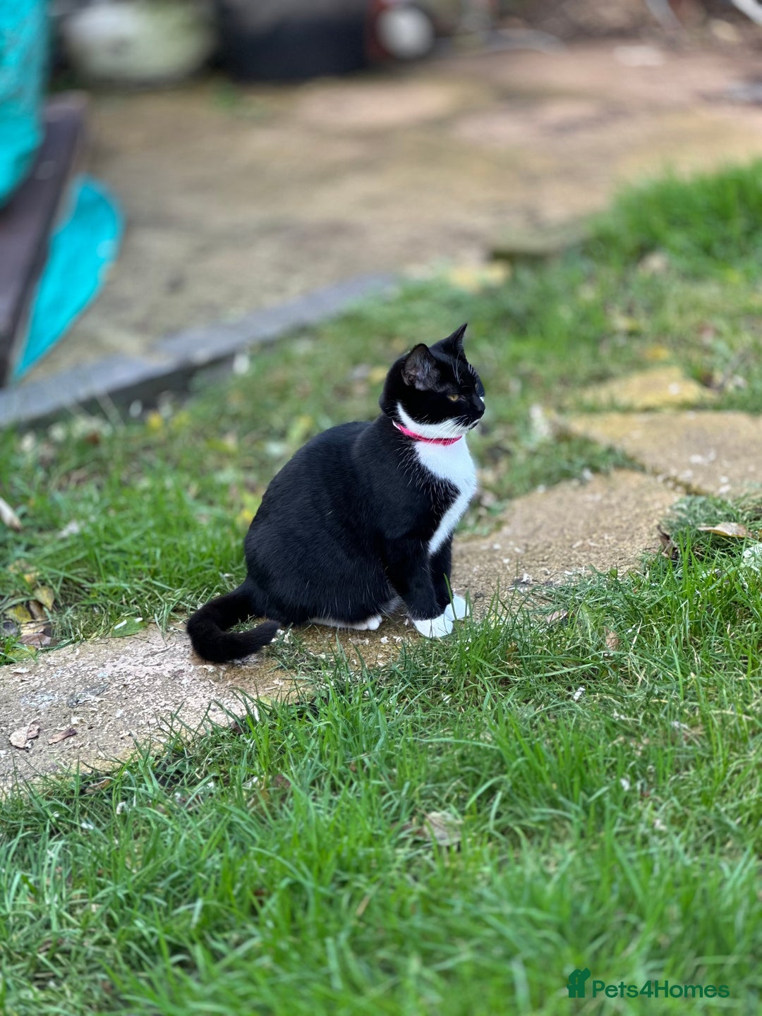 Mixed Breed cats for sale: Female black and white cat - Image 5