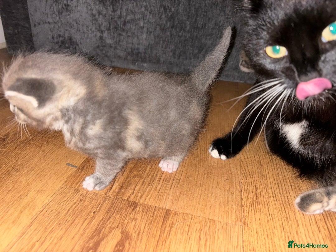 Mixed Breed cats for sale: 2 Grey (blue) and one darker tabby kittens  - Advert 13