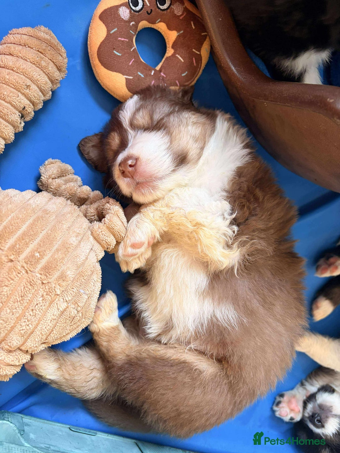 Australian Shepherd dogs for sale: Australian Shepherd litter Devon - Advert 6