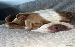 English Bulldog dogs for sale: Bonnie  - Image 4