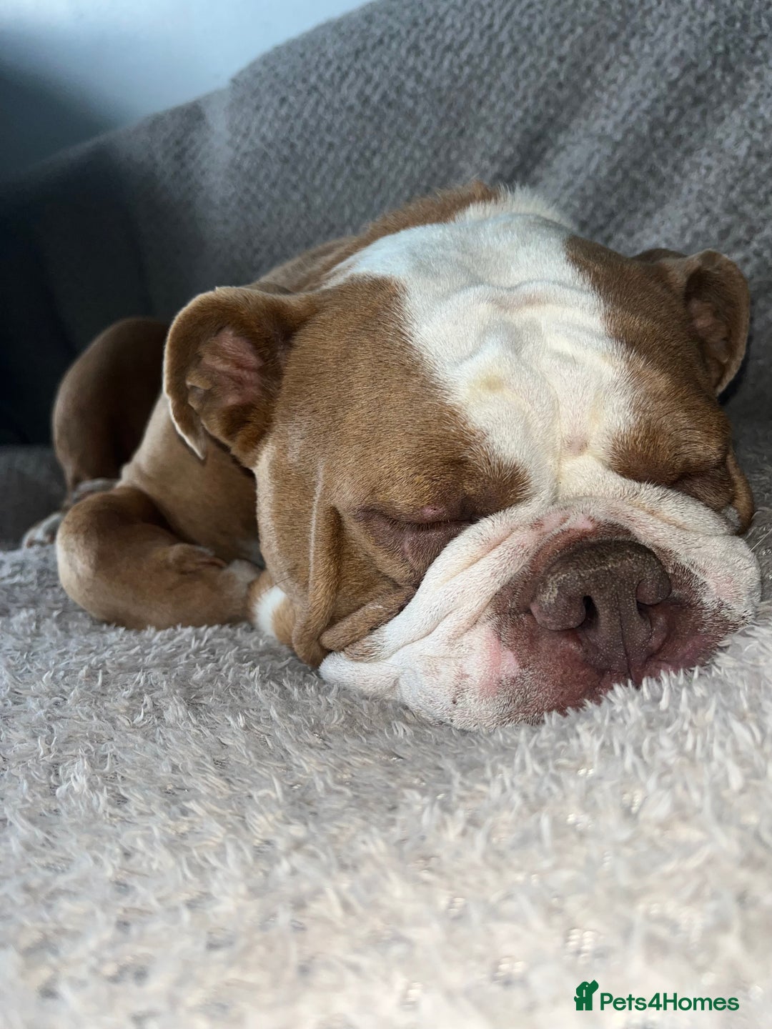 English Bulldog dogs for sale: Bonnie  - Image 4