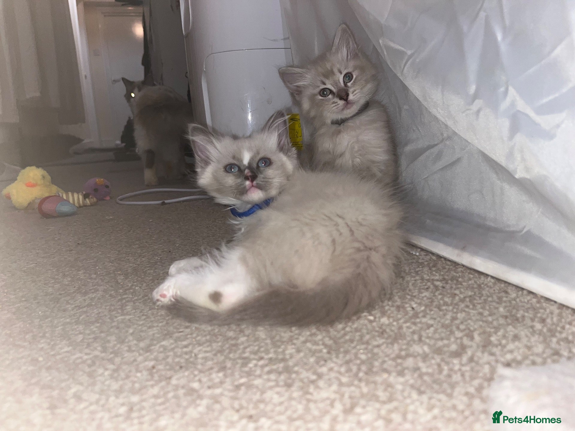 Ragdoll cats for sale: Mink ragdoll kittens all male  - Advert 20