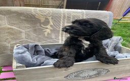 Cockapoo dogs for sale: Cockapoo puppies  - Image 6