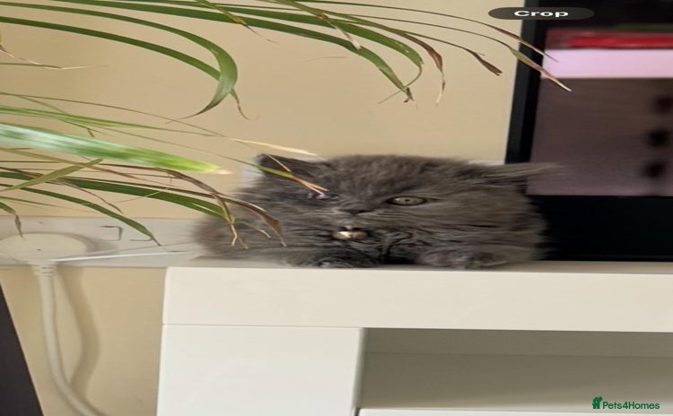 British Shorthair cats - Advert 14