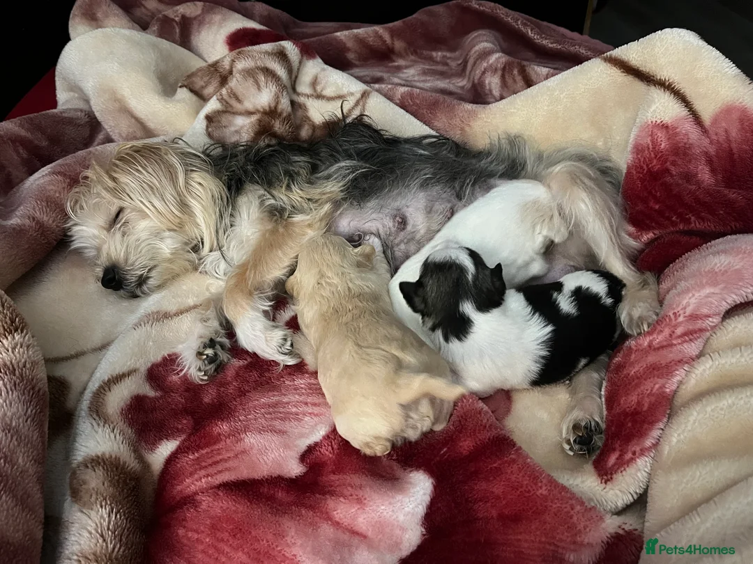 Mixed Breed dogs for sale: Puppies for sale  - Advert 3