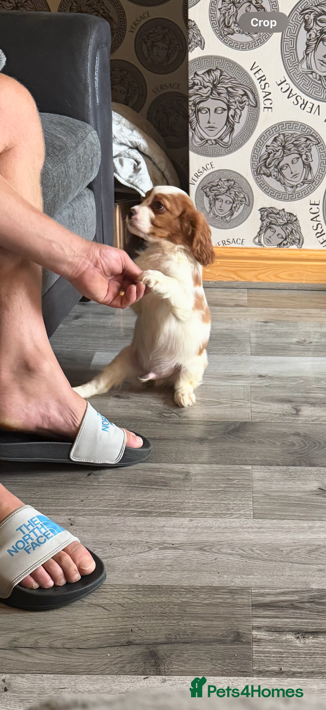 Cavalier King Charles Spaniel dogs for sale: Ready now Kennel club dna  clear cavalier puppies  - Image 15