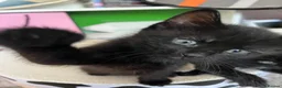 Mixed Breed cats for sale: MaineCoon Mix - Advert 7