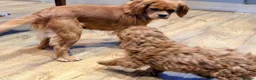 Cavapoo dogs for sale: Extensively health tested F1 Toy Cavapoo Puppies - Advert 14