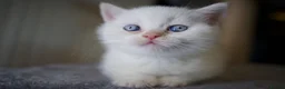 British Shorthair cats for sale: 🌟GCCF BSH Kittens Beautiful Variety of Colours 🌟 - Advert 17