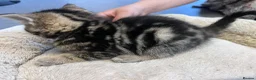 Mixed Breed cats for sale: Stunning 12 week Old Bengal Mix Kittens - Advert 8