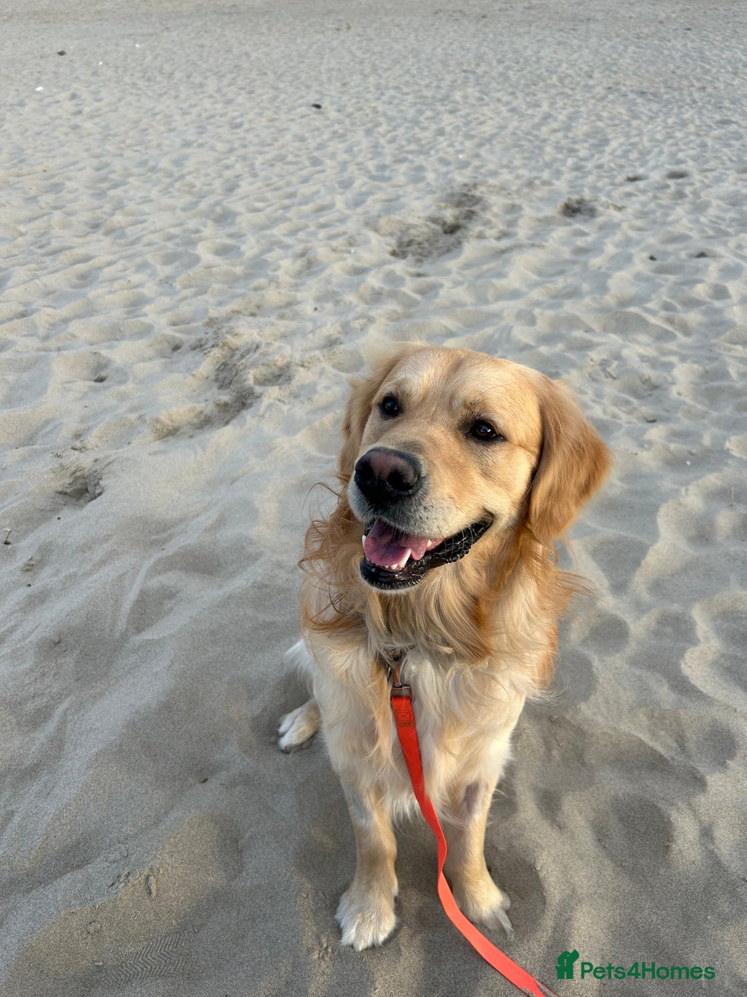Mixed Breed dogs for sale: Beautiful Retriever X Huntaway puppies for sale - Image 9