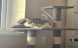 Persian cats for sale: Cute Lazy Persion Boy - Image 3