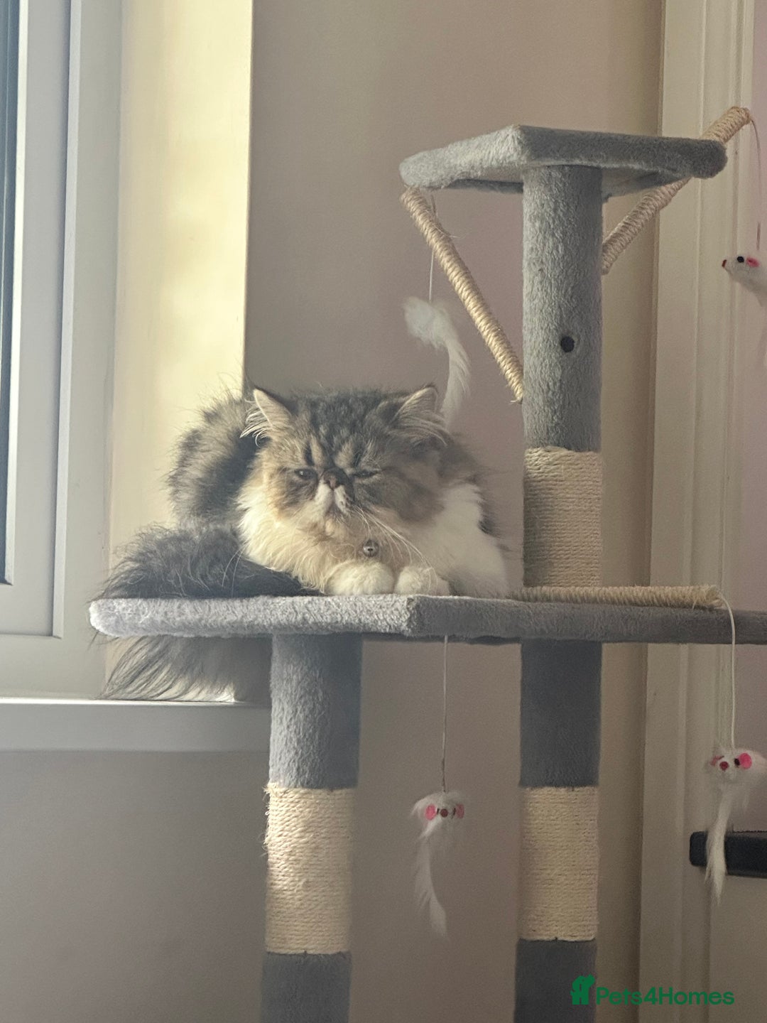 Persian cats for sale: Cute Lazy Persion Boy - Image 3