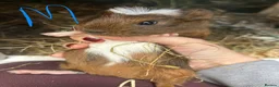 Guinea Pig rodents for sale: Baby Guinea pigs  - Advert 7