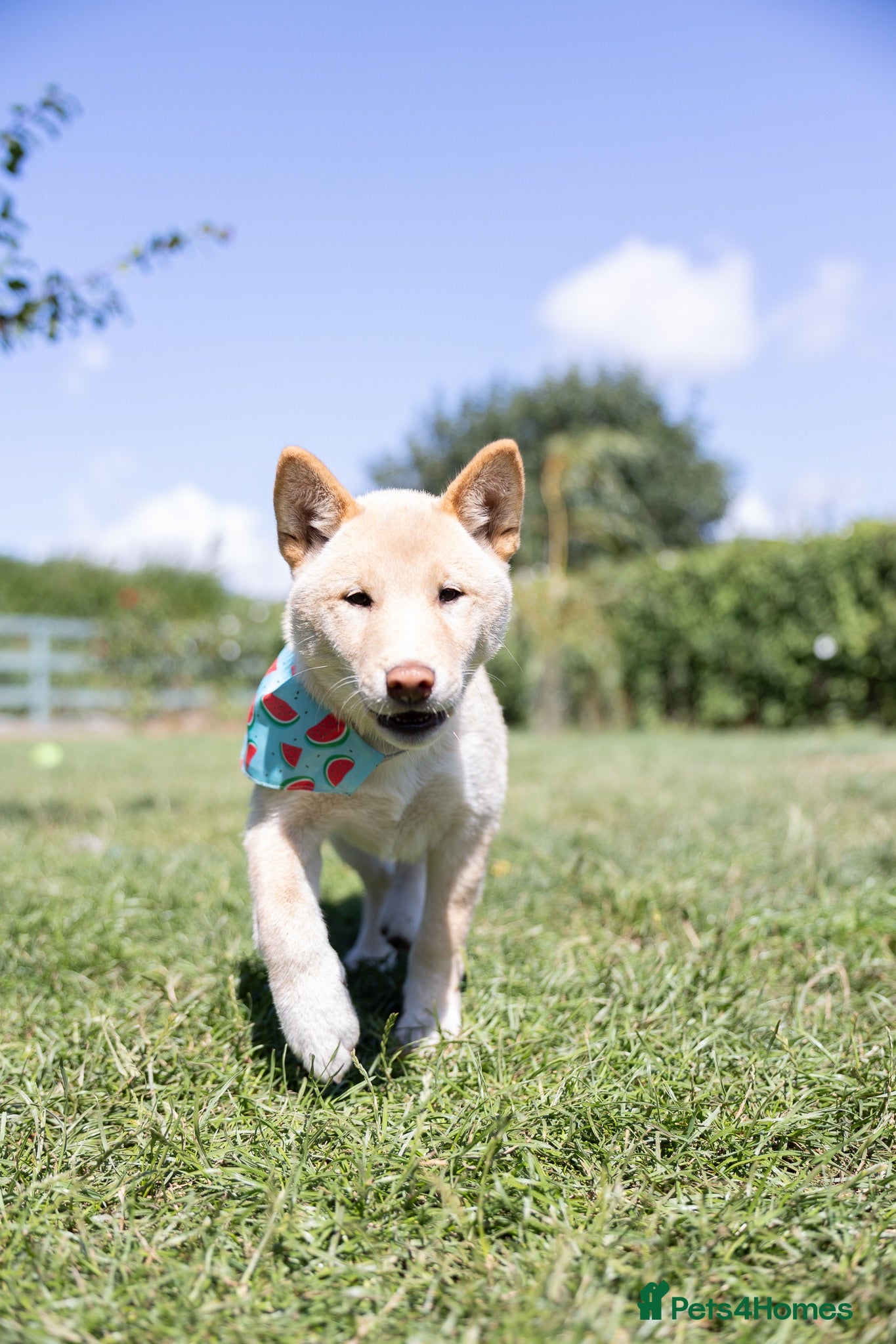 Japanese Shiba Inu dogs Confidence Comes With Time last one boy shiba 🇯🇵 - Advert 4