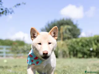 Japanese Shiba Inu dogs Confidence Comes With Time last one boy shiba 🇯🇵 - Advert 4