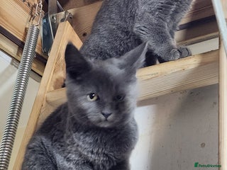 Russian Blue cats - Advert 14