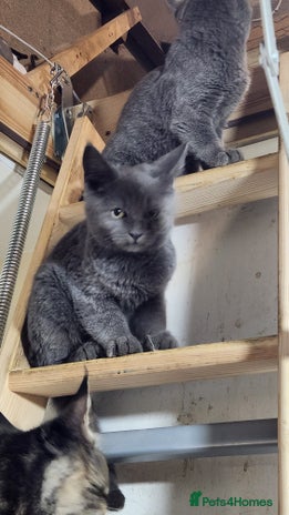 Russian Blue cats - Advert 1