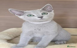 Russian Blue cats for sale: Pedigree Russian Blue Kitten - Girl - Image 2