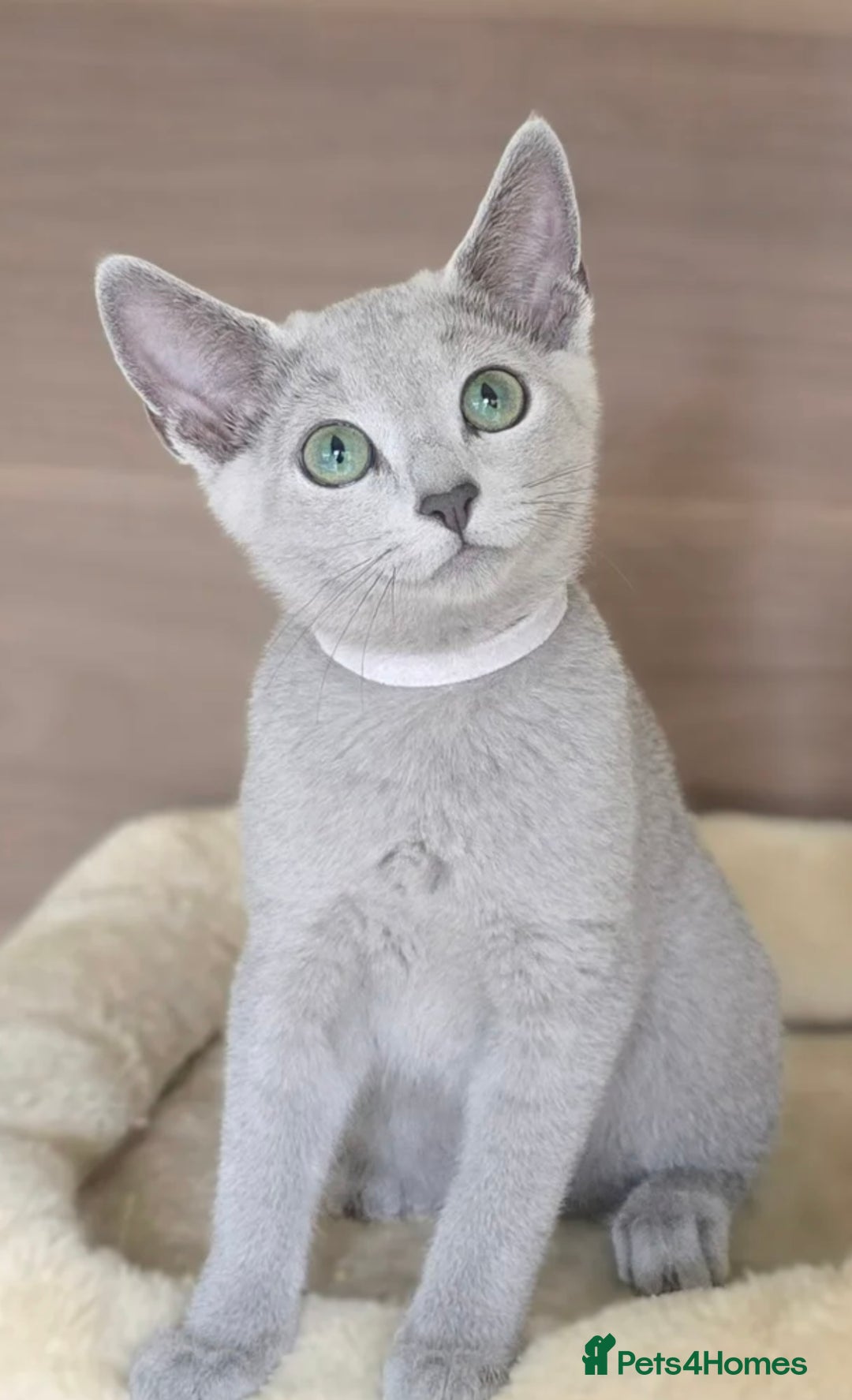 Russian Blue cats for sale: Pedigree Russian Blue Kitten - Girl - Image 2