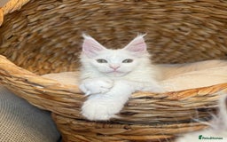 Maine Coon cats for sale: Russian TICA Maine Coon Boys! Amazing eyes! - Image 6