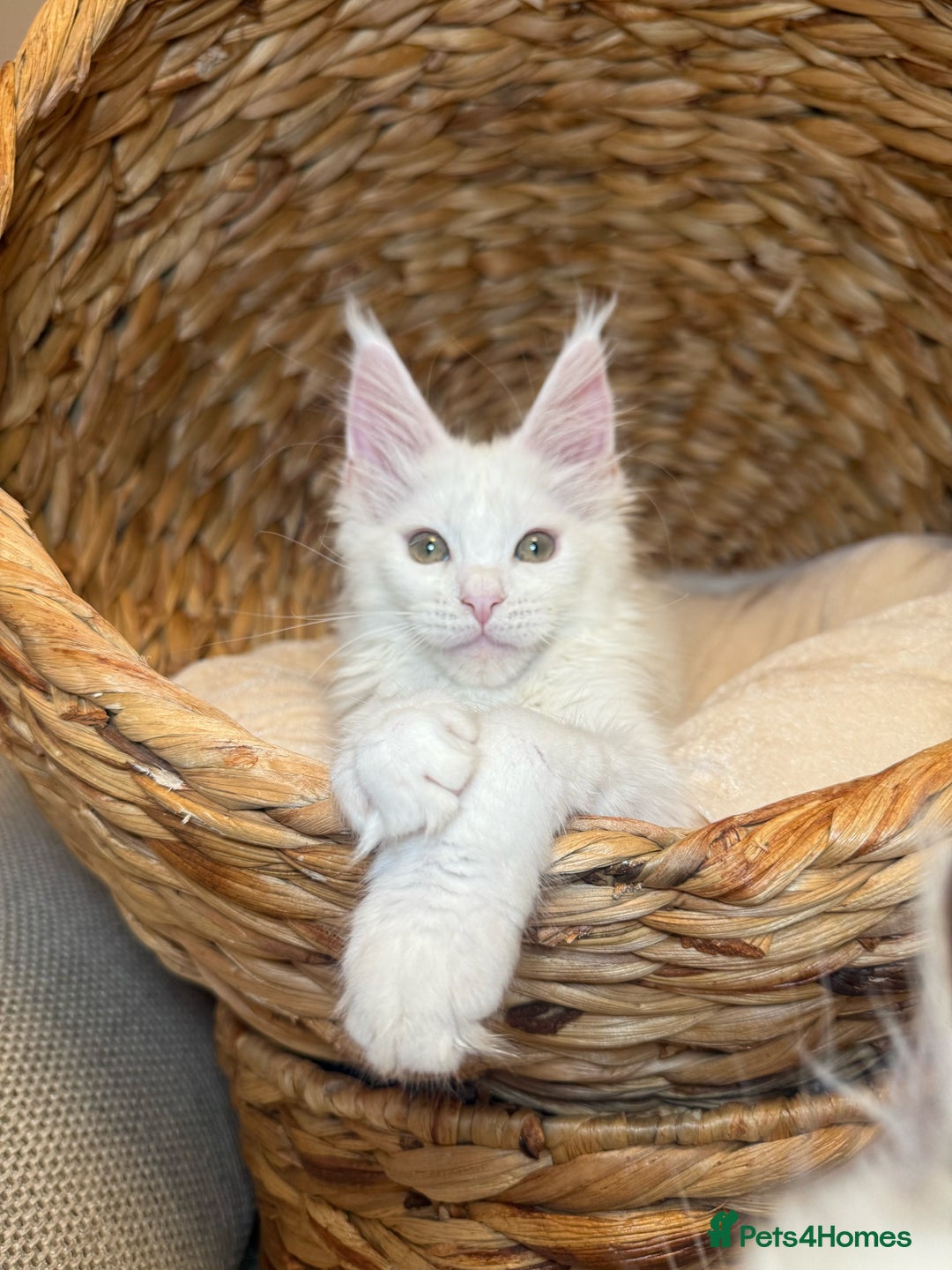 Maine Coon cats for sale: Russian TICA Maine Coon Boys! Amazing eyes! - Image 6