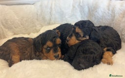Cockapoo dogs for sale: Toy miniature cockapoo puppy’s  - Image 1