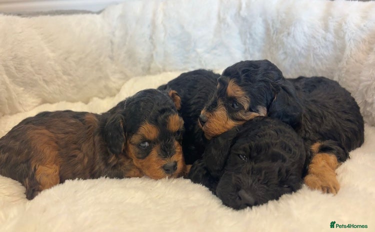 Cockapoo dogs - Advert 14