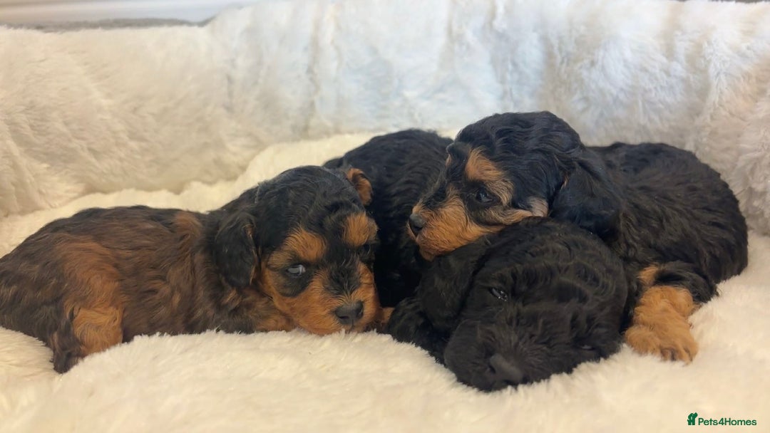 Cockapoo dogs for sale: Toy miniature cockapoo puppy’s  - Image 1