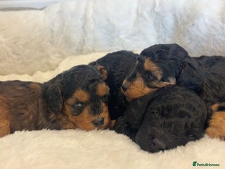 Cockapoo dogs - Advert 26