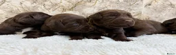 Cockerdor dogs for sale: Chunky Cockador puppies 🐶  - Advert 6