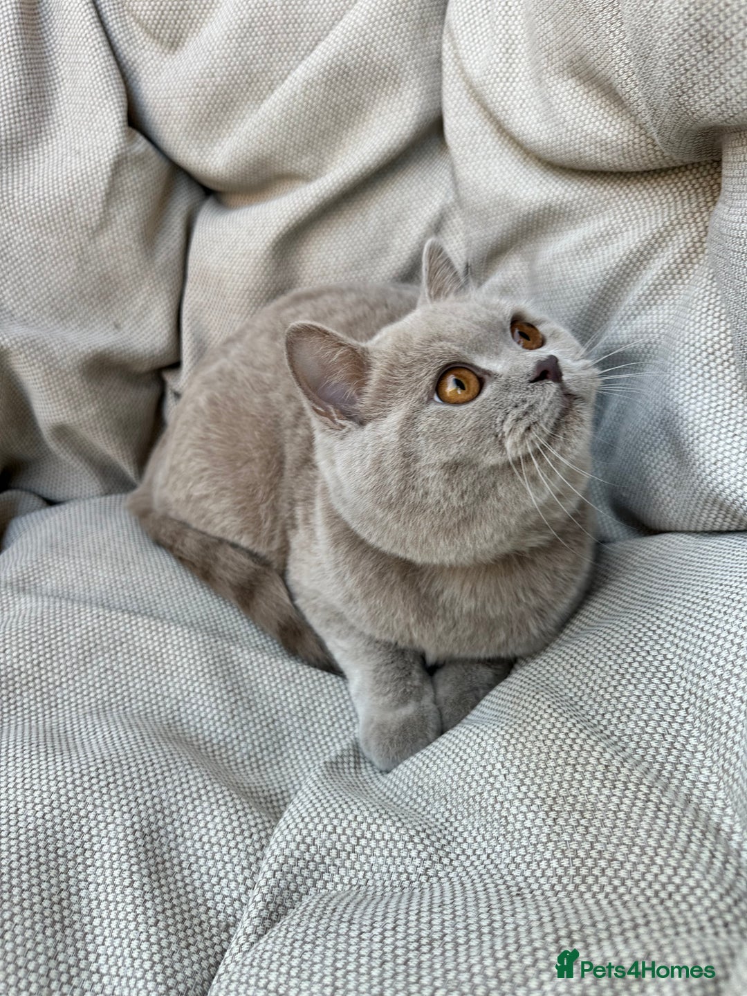 British Shorthair cats for sale: Ready British Shorthair Chunky Kittens - Advert 8