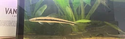 Koi Carp fish for sale: True Siamese Algae Eater Fish (Approx 6”) in Eastbourne - Advert 4