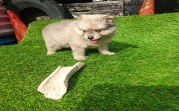 Pomeranian dogs for sale: Stunning Pomeranian Pups - Image 7