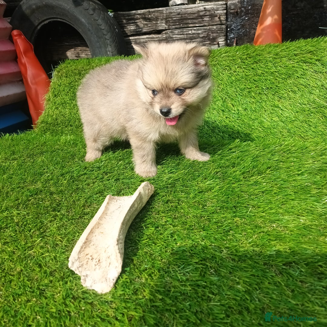 Pomeranian dogs for sale: Stunning Pomeranian Pups - Image 7