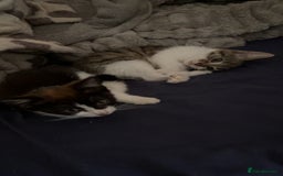 Mixed Breed cats for sale: Two female mixed kittens for sale - Advert 1