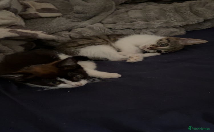 Mixed Breed cats - Advert 13