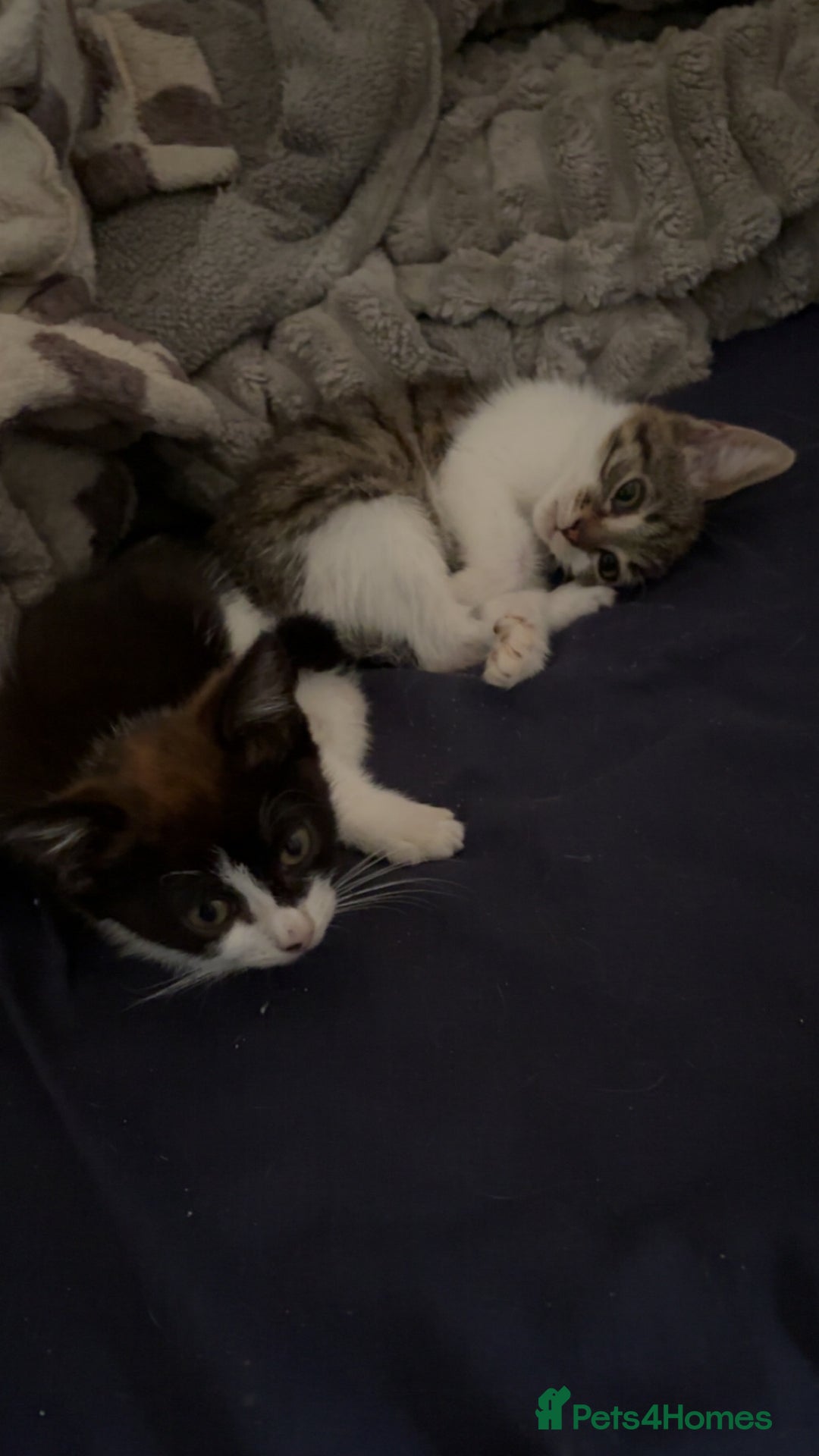 Mixed Breed cats for sale: Two female mixed kittens for sale - Advert 1