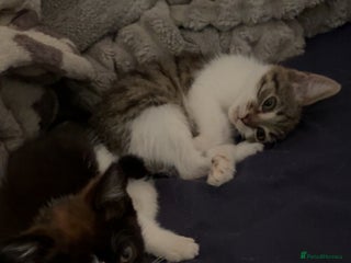 Mixed Breed cats - Advert 11