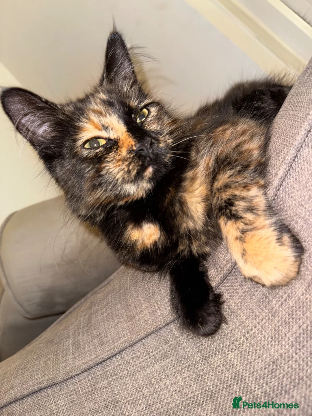 Mixed Breed cats for sale: Mother is a tortoiseshell - first litter  - Advert 1
