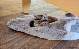 Mixed Breed cats for sale: 4 adorable kittens for sale - Image 4